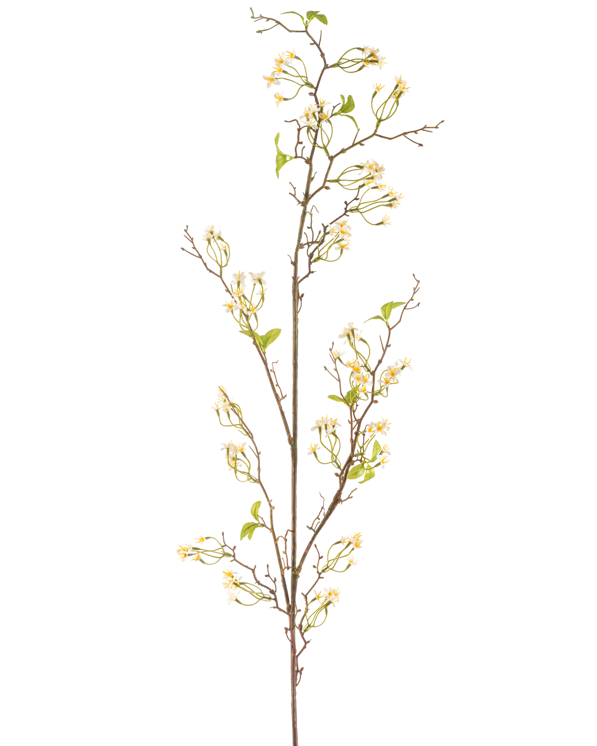 De Kunstbloem Verbena 157 cm crème heeft een lange, slanke bruine stengel met kleine trosjes delicate crèmekleurige bloemen en een paar groene blaadjes, tegen een effen witte achtergrond.
