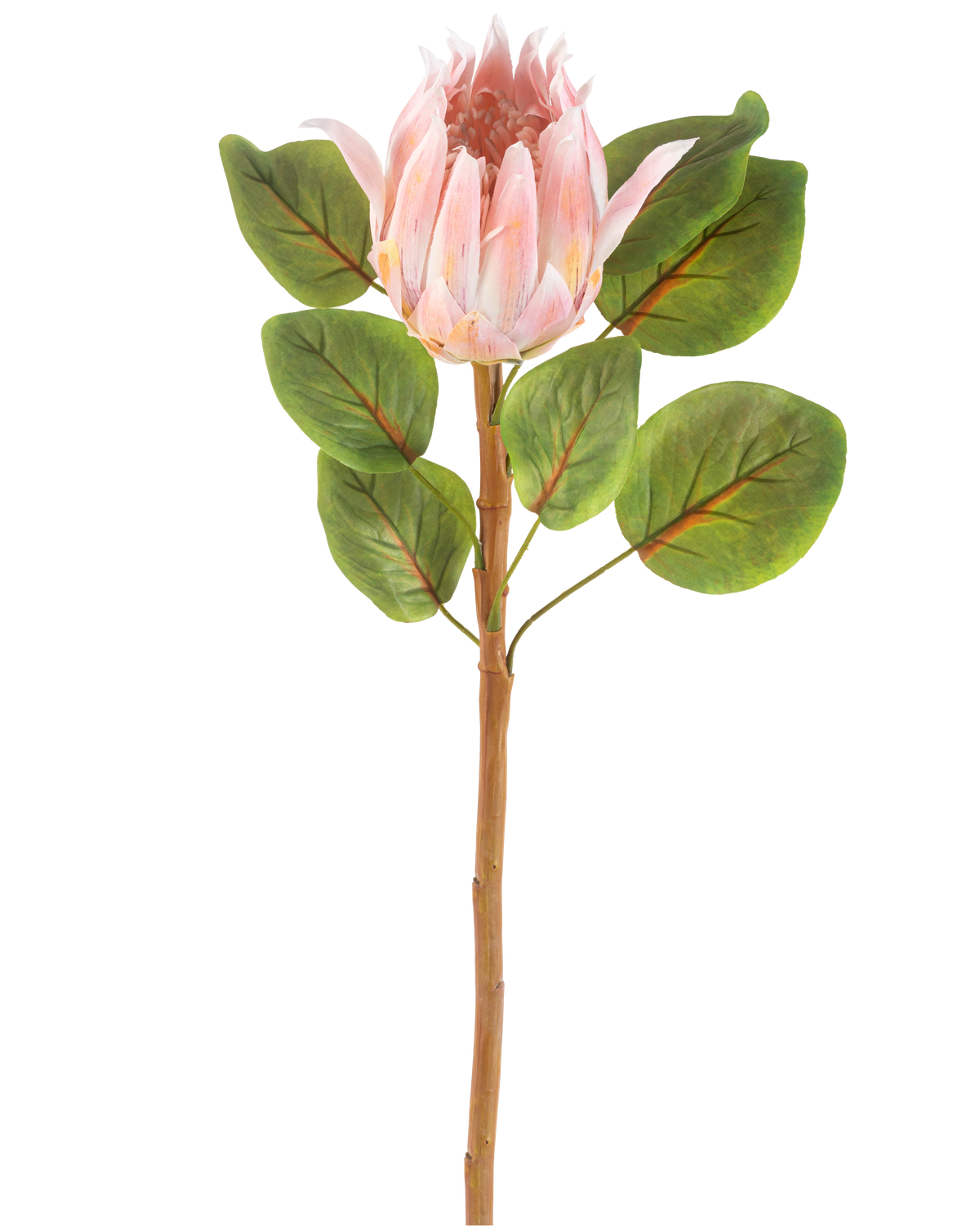 De Kunstbloem Protea 65 cm roze is een enkele kunstroze protea bloem met grote groene bladeren en een lange bruine steel, tegen een effen witte achtergrond.