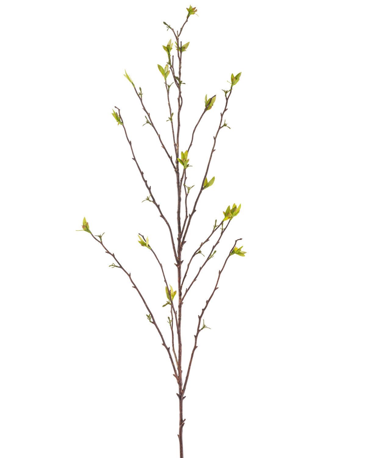 De Kunsttak Winterzoet 107 cm groen heeft een enkele kale tak met dunne takjes en kleine groene blaadjes aan de uiteinden, tegen een effen witte achtergrond.