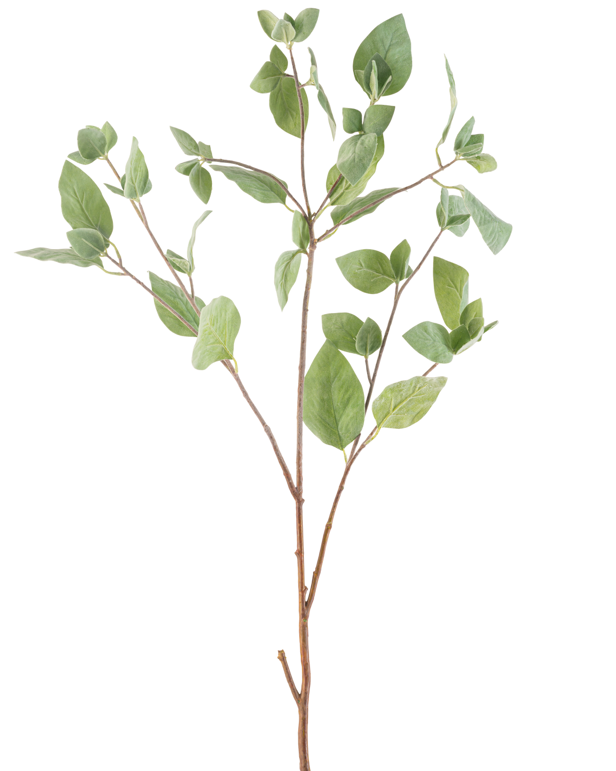 Het Kunsttak Muntblad 97 cm groen heeft meerdere dunne stelen met groene ovale bladeren tegen een effen witte achtergrond.