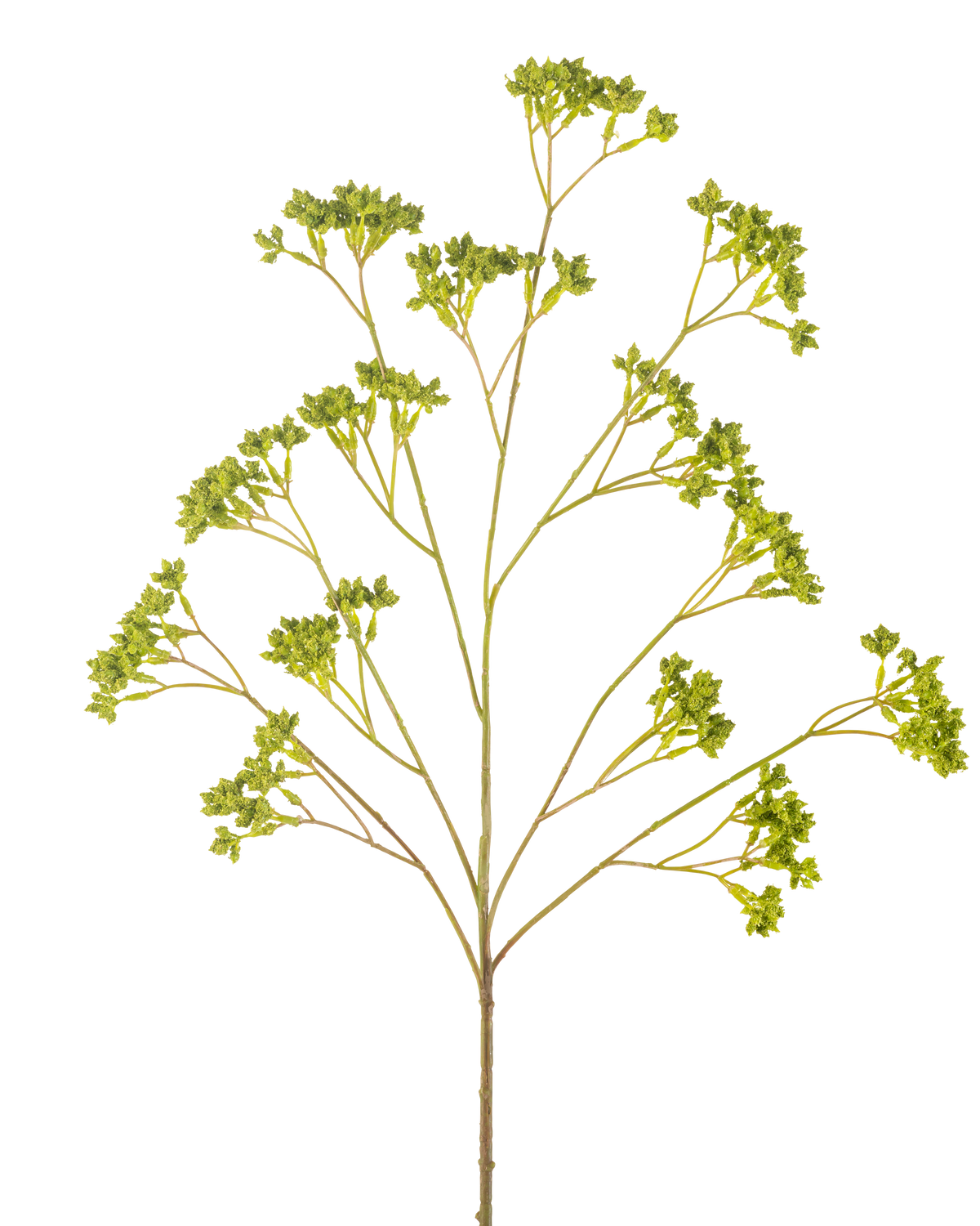 De Kunsttak Zaaddoos 80 cm groen heeft een enkele vertakte stengel met verschillende trossen kleine groene blaadjes, allemaal symmetrisch gerangschikt tegen een witte achtergrond.