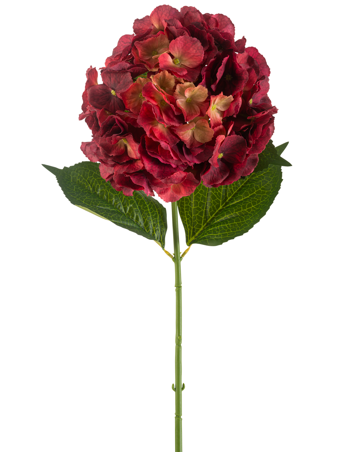 De Kunstbloem Hortensia 75 cm bordeaux heeft een enkele kunsthortensiastam met bordeaux bloemblaadjes en twee grote groene bladeren, tegen een effen witte achtergrond.