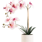 De Kunst Orchidee Real Touch 60 cm roze/wit heeft lichtroze en witte bloemen met donkergroene bladeren, ondersteund door een bamboestok, tegen een effen witte achtergrond.