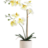 De Kunst Orchidee Real Touch 60 cm groen/wit heeft witte bloemen met een lichtgeel hart en groene knoppen, ondersteund door bamboe in een eenvoudige crèmekleurig gespikkelde pot, tegen een witte achtergrond.
