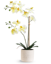 Orchidée artificielle Real Touch 30 cm vert/blanc