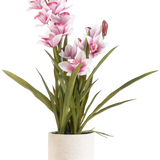 De Kunst Cymbidium Real Touch 60 cm roze heeft lange groene bladeren en meerdere roze en witte orchideeën op lange stelen, gerangschikt in een eenvoudige off-white pot met textuur tegen een effen achtergrond.