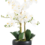 De Kunst Orchidee Real Touch 50 cm wit in zwarte pot is een elegante display met witte orchidee bloemen met een geel hart, groene knoppen en brede donkergroene bladeren in een zwarte pot van keramiek.