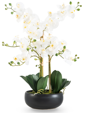 De Kunst Orchidee Real Touch 50 cm wit in zwarte pot is een elegante display met witte orchidee bloemen met een geel hart, groene knoppen en brede donkergroene bladeren in een zwarte pot van keramiek.