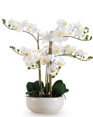 Een Kunst Orchidee Real Touch 50 cm in wit, met meerdere bloemen en knoppen, elegant gepresenteerd in een bijpassende witte pot.