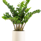 De Kunstplant Zamioculcas kant en klaar in beige pot 80 cm heeft dikke, glanzend groene bladeren die rechtop groeien, gepresenteerd in een stijlvolle beige pot tegen een effen witte achtergrond.