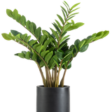 De Kunstplant Zamioculcas kant en klaar in zwarte pot 80 cm heeft dikke, rechtopstaande stengels en glanzende, donkergroene bladeren in een ronde, matzwarte plantenbak tegen een witte achtergrond.