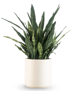 Een Kunst Sansevieria Zeylanica, 43 cm hoog met lange bonte bladeren, wordt geleverd in een beige pot en is afgebeeld tegen een effen witte achtergrond.
