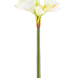 De Kunstbloem Amaryllis Real Touch wit 66 cm heeft een hoge groene steel met een aantal grote witte Amaryllis bloemen aan de bovenkant, tegen een effen witte achtergrond.