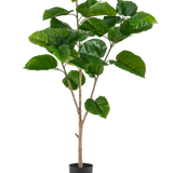 De Kunstplant Ficus Rumphii 150 cm is een hoge kunstplant met brede, glanzende groene bladeren en meerdere lichtbruine stengels, in een eenvoudige zwarte pot tegen een effen witte achtergrond.