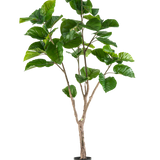 De Kunstplant Ficus Rumphii 180 cm is een hoge kunstplant met grote, glanzende groene bladeren en verschillende bruine stengels, weergegeven in een eenvoudige zwarte pot tegen een effen witte achtergrond.