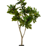 De Kunstplant Ficus Carica Vijgenboom 180 cm is een kunstplant in pot met brede, glanzende groene bladeren en kleine bruine vruchten, die lijken op een vijgenboom, tegen een witte achtergrond.