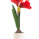De Kunstbloem Amaryllis Real Touch rood 48 cm heeft twee grote rode bloemen en lange groene bladeren, gepresenteerd in een eenvoudige pot met witte textuur tegen een effen lichte achtergrond.