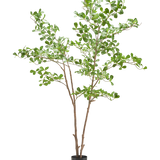 De Kunstplant Terminalia Catappa 180 cm heeft slanke bruine takken met trosjes kleine, ronde groene bladeren in een eenvoudige zwarte pot, tegen een witte achtergrond.