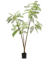 De Kunstplant Terminalia Catappa 210 cm is een hoge kunstplant met slanke bruine stengels en vederlichte groene bladeren tegen een effen witte achtergrond.