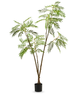 De Kunstplant Terminalia Catappa 210 cm is een hoge kunstplant met slanke bruine stengels en vederlichte groene bladeren tegen een effen witte achtergrond.