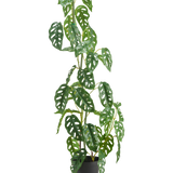 De Kunstplant Monstera 90 cm groen is een hoge, groene kunstplant met ovale bladeren met meerdere gaten, weergegeven in een pot tegen een effen witte achtergrond.