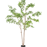De Kunstplant Terminalia Catappa 150 cm is een hoge kunstboom met slanke bruine takken en groene bladeren in een eenvoudige zwarte pot, tegen een effen witte achtergrond.