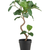 De Kunst Ficus Elastica 42 cm heeft een gedraaide stam en brede, glanzend groene bladeren, gepresenteerd in een eenvoudige zwarte pot tegen een effen witte achtergrond.