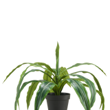 De Kunst Dracaena in pot UV 50 cm heeft lange, overhangende groene bladeren en wordt geleverd in een zwarte pot, tegen een effen witte achtergrond.