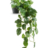 De Kunst Hangende goudrank Deluxe in pot 80 cm UV heeft glanzende, hartvormige groene bladeren die elegant vanuit een zwarte pot naar beneden lopen, tegen een witte achtergrond.