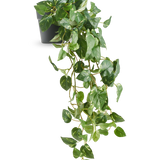 De Kunst Hangende goudrank in pot 80 cm UV heeft glanzende, hartvormige bladeren en lange, slingerende ranken die uit een donkergrijze pot komen, waardoor het een elegant decoratief stuk is.