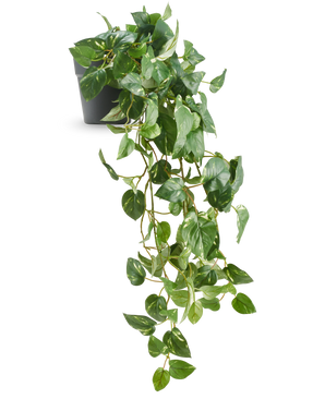 De Kunst Hangende goudrank in pot 80 cm UV heeft glanzende, hartvormige bladeren en lange, slingerende ranken die uit een donkergrijze pot komen, waardoor het een elegant decoratief stuk is.