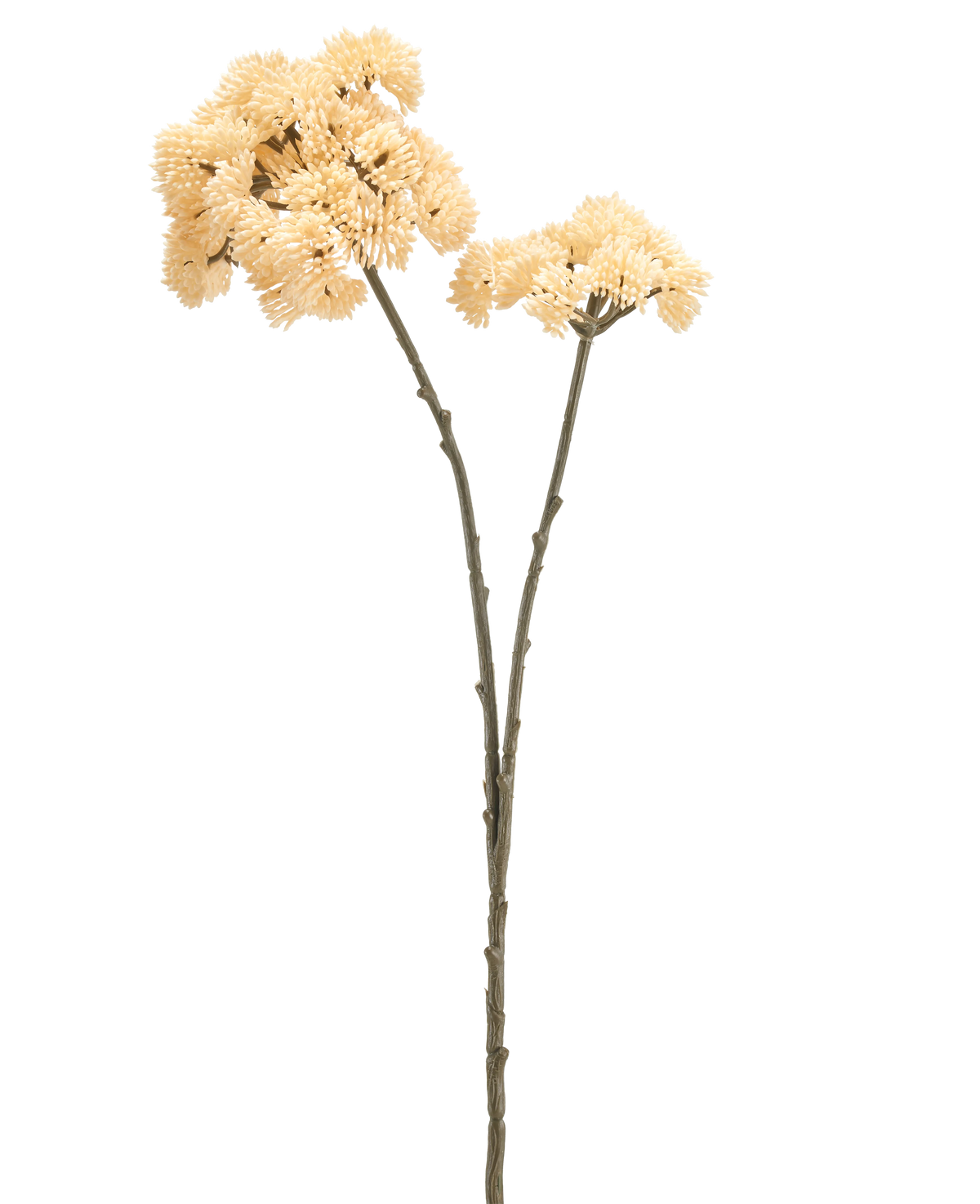 Twee hoge Kunstbloem Sedums van 70 cm met cremekleurige stelen met groenbruine stengels en trossen cremekleurige, stekelige pomponbloemen worden getoond tegen een effen witte achtergrond.