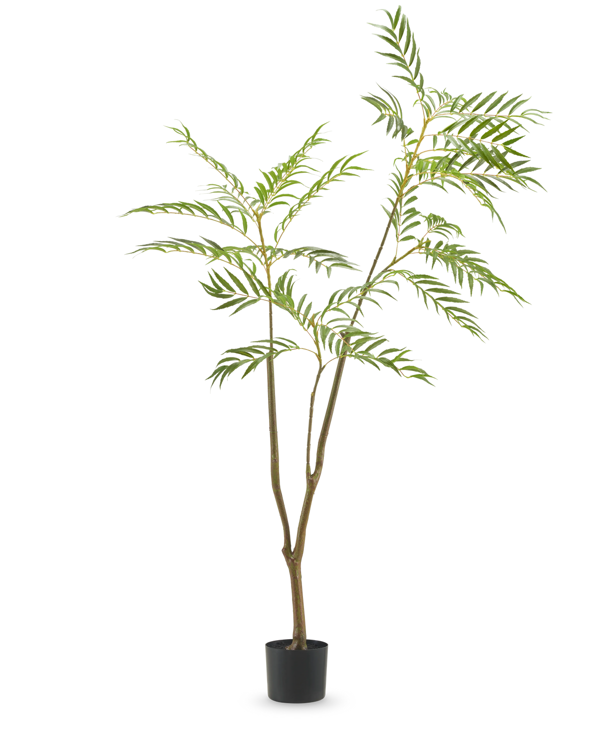 De Kunstplant Mahonia 150 cm is een hoge kunstboom in pot met slanke bruine stammen en lange, smalle groene bladeren, afgebeeld tegen een effen witte achtergrond.