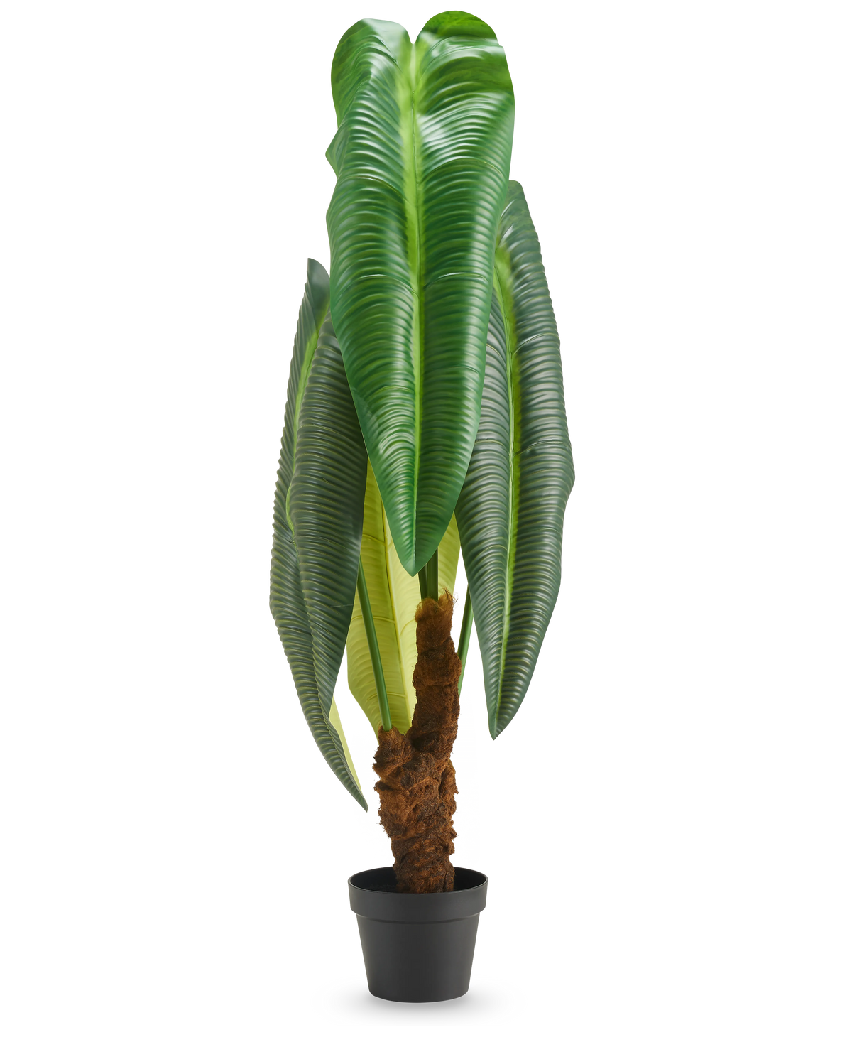 Een hoge kunstplant Anthurium van 120 cm met grote, glanzend groene bladeren en een bruine stam met een structuur, gepresenteerd in een kleine zwarte pot tegen een witte achtergrond.