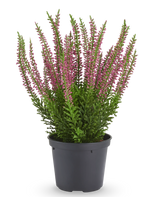 Kunstplant Erica in pot van 30 cm: een kunstheideplant met kleine roze bloemen in een zwarte plastic pot.