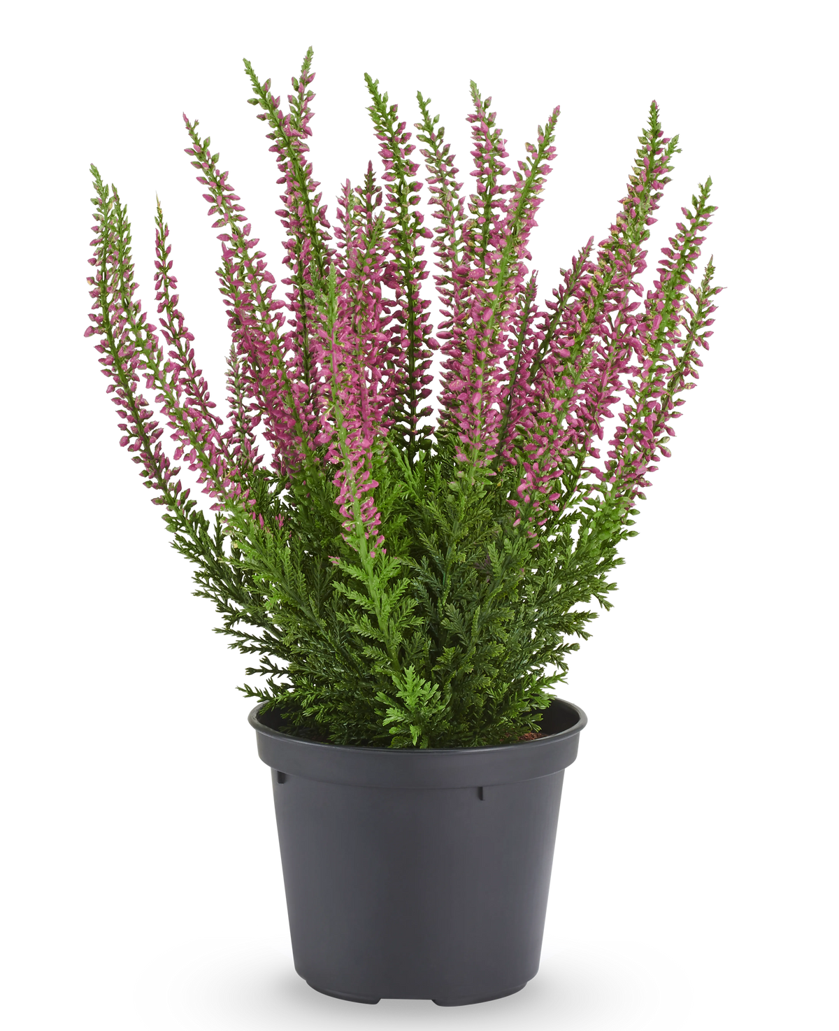 Kunstplant Erica in pot van 30 cm: een kunstheideplant met kleine roze bloemen in een zwarte plastic pot.