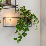 Zwarte metalen wandplanken met een ‘Kunst Hangende goudrank in pot 50 cm UV’, een gloeiende bolvormige lamp en een geurstokje tegen een witte muur.