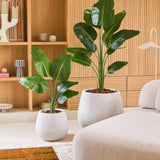 Twee grote groene potplanten, waaronder de Kunstplant Strelitzia 90 cm real touch in een strakke witte plantenbak, staan op de vloer naast een beige bank in een moderne woonkamer met houten planken en decoratieve accenten op de achtergrond.