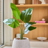 Een kunstplant Strelitzia van 90 cm, met een levensechte uitstraling en grote groene bladeren, staat op een vensterbank voor houten planken die versierd zijn met boeken, keramiek en kleine decoratieve voorwerpen.