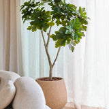 Een kunstplant Ficus Carica-vijgenboom van 180 cm, met levendig groene bladeren, staat bij een raam met witte, doorschijnende gordijnen, naast een lichtbeige, moderne, gebogen bank.