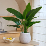 Een Kunstplant Strelitzia Real Touch Deluxe van 90 cm, met levensechte groene bladeren, staat op een lichtgekleurd aanrecht naast een decoratieve schaal met citroenen. Op de achtergrond zijn een gootsteen, planken en een groot raam met vitrages te zien. Deze kunstplant van 90 cm geeft de ruimte een levendige, natuurlijke uitstraling.
