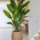 Een Kunstplant Strelitzia Nicolai Deluxe van 235 cm, met lange en levensechte groene bladeren, staat in een ronde, bruinbeige pot op een lichte vloer bij de trap en de eethoek, waar houten stoelen rond een tafel staan. Zonlicht stroomt door de doorschijnende witte gordijnen op de achtergrond, wat de elegante tropische uitstraling van deze luxe kunstplant nog meer tot zijn recht laat komen.