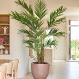Een kunstplant, een Kentia-palm van 270 cm, staat in een lichte, moderne woonruimte met lichtgekleurde muren, houten meubels en open rekken waarop decoratieve voorwerpen staan uitgestald. Natuurlijk licht stroomt de kamer binnen via een glazen deur op de achtergrond.