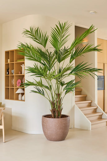 De Kunstplant Kentia-palm van 270 cm staat in een moderne, minimalistische woonruimte met lichte houten planken, een trap en neutraal gekleurde muren en vloeren.