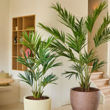 Twee Kunstplant Kentia Palm kunstpalmplanten van 240 cm staan op een lichte vloer in een moderne, minimalistische kamer met neutrale muren, houten planken en een trap op de achtergrond.