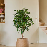 Een Kunstplant Ficus Groen van 120 cm met glanzend groene bladeren staat op een lichte vloer in een moderne, minimalistische kamer, vlakbij een houten trap en planken die versierd zijn met decoratieve voorwerpen.