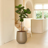 Een Kunstplant Ficus Tabaksplant Deluxe van 155 cm in een grote grijze pot staat in een lichte, minimalistische kamer met lichte houten vloeren, witte muren, een trap en zonlicht dat door de ramen naar binnen stroomt.