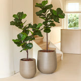 Twee vioolbladvijgen, waaronder een levensechte Kunstplant Ficus Tabaksplant Deluxe van 155 cm in beige potten, staan op een lichte vloer bij een trap in een licht, modern interieur waar natuurlijk licht door een raam naar binnen stroomt.