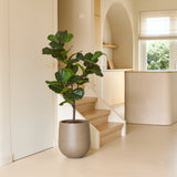 Een Kunstplant Ficus Tabaksplant Deluxe van 125 cm in een grijze pot staat op de vloer naast een trapje van licht hout in een moderne, minimalistische woonruimte met neutrale tinten en natuurlijk raamlicht, en zorgt als opvallend middelpunt van de kamerplantencollectie voor een subtiele Afrikaanse sfeer.