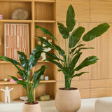 Twee groene potplanten met lange, glanzende bladeren – waaronder een Kunstplant Strelitzia Nicolai Deluxe van 210 cm – staan in beige plantenbakken in een moderne woonkamer met houten planken en kasten op de achtergrond, waardoor de weelderige uitstraling van een tropische kunstplant ontstaat.